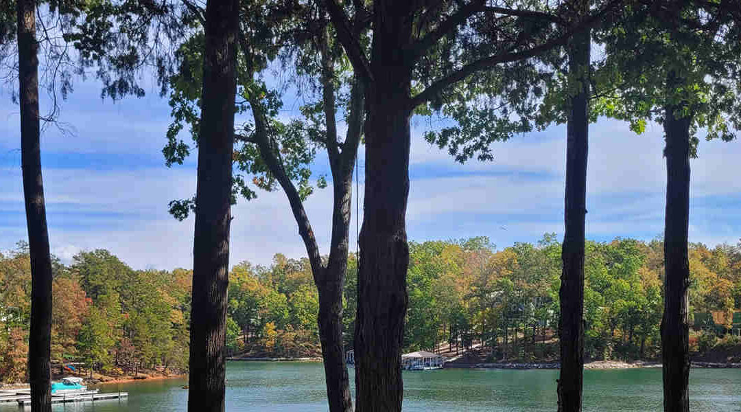 Six Common Tree Types in South Carolina