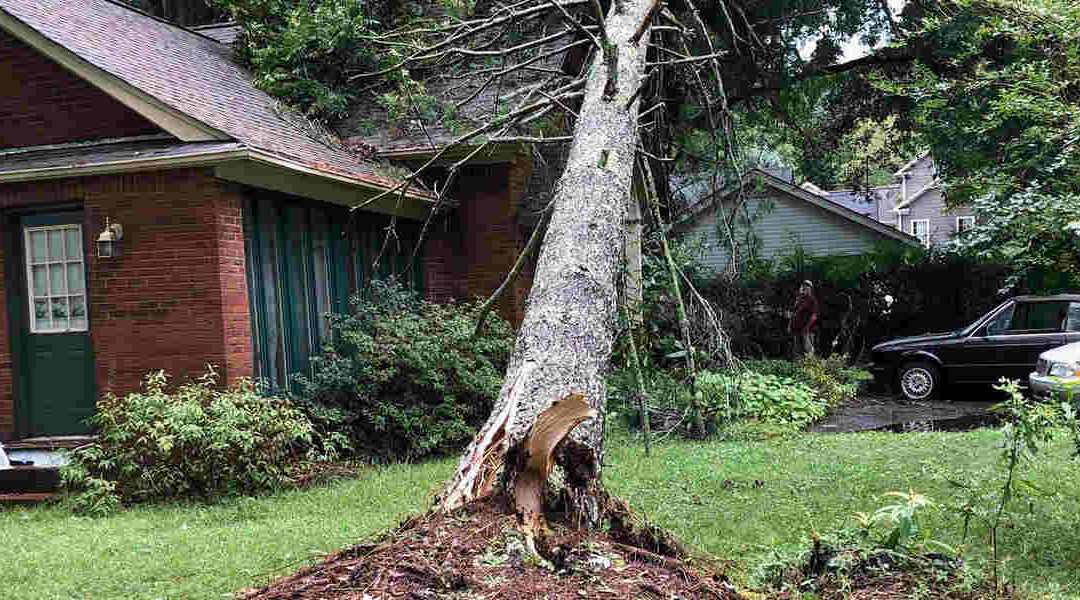 How Much Root Damage Can a Tree Take?
