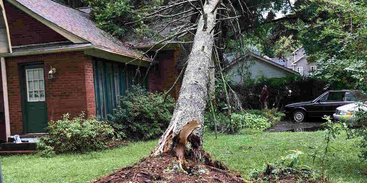 how much root damage can a tree take
