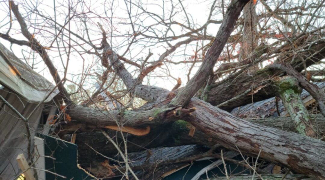 How to Repair a Damaged Tree Trunk 