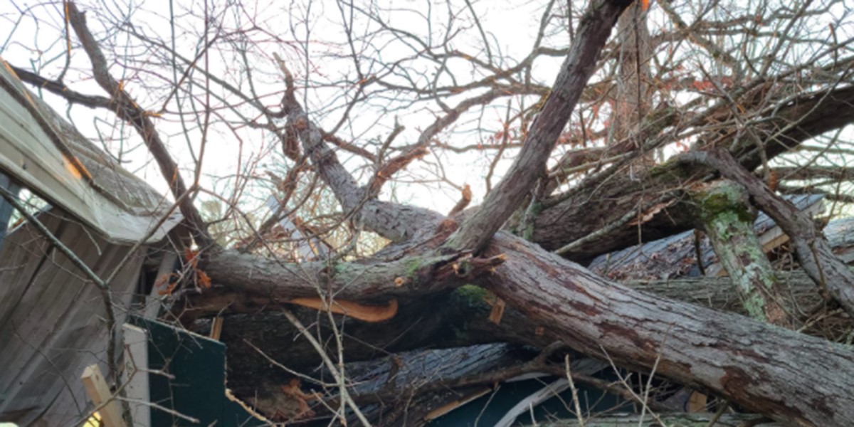 how to repair a damaged tree trunk