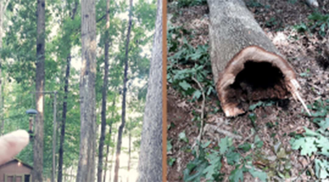 How to Tell if a Tree Is Rotten Inside: 9 Signs to Watch For