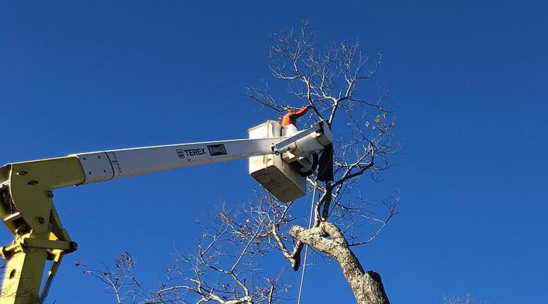 Is Tree Trimming Necessary: What You Need to Know