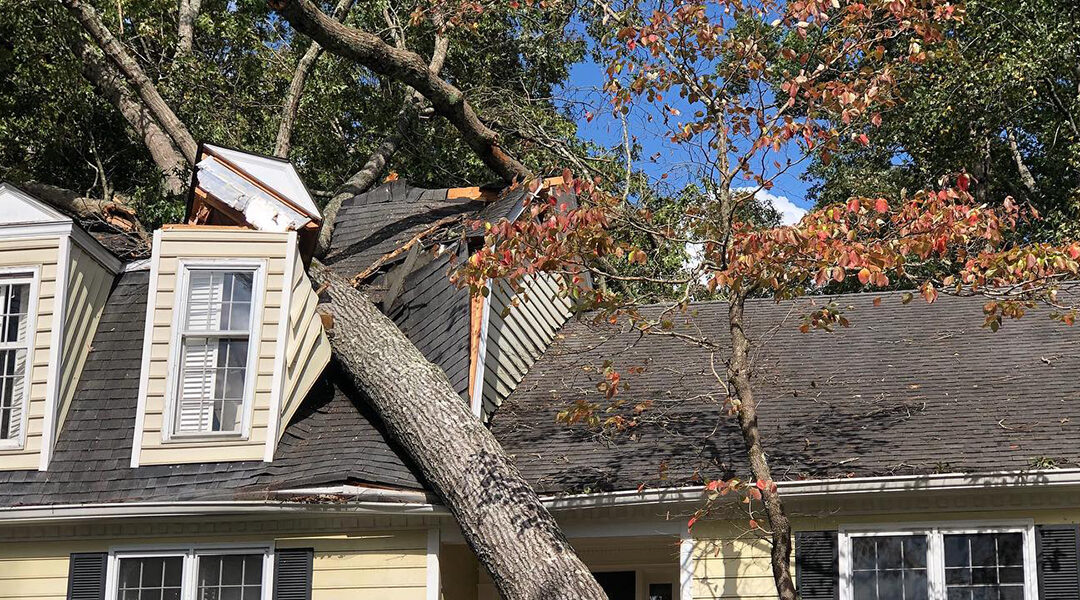Tree Emergency: Five Situations That Call for One